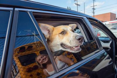 Dog's head out of a vehicle window during Adventure Buddy Day