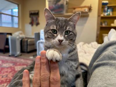 Alfie the cat with his paw on a person's fingers like they're holding hands