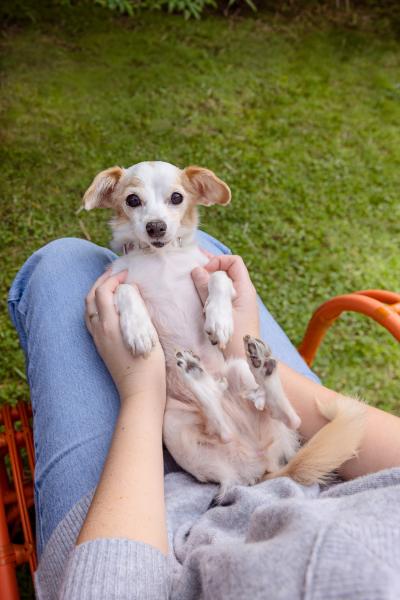Alice the dog getting snuggles on a person's lap