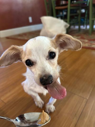Alice the dog with her tongue out getting a peanut butter treat on a spoon in her foster home