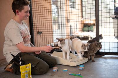 Person kneeling and giving baby food to the cats to get them on a scale