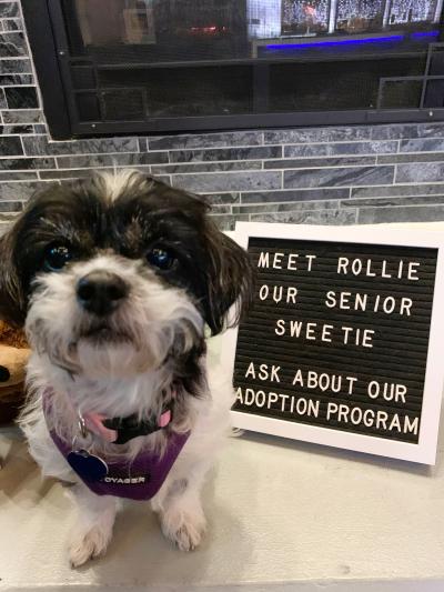 Rollie the dog next to a sign at the Aloft Hotel encouraging people to ask about their adoption program