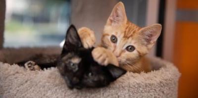 Orange kitten lying next to black kitten with paw on black kitten&#039;s head