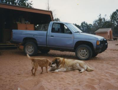 Amra and Rhonda the dogs in front of a pickup truck