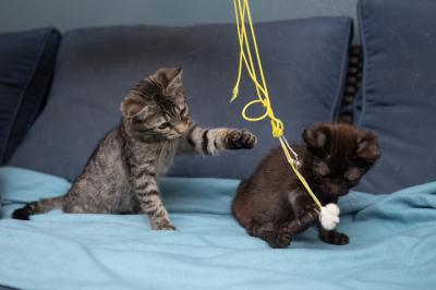 Cubby the kitten playing with a string toy beside a tabby kitten