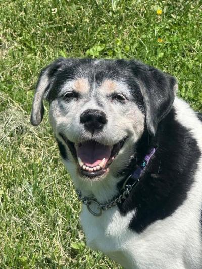 Anastasia the dog smiling outside on some grass