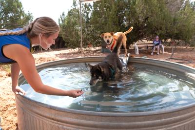 Caregiver Anna encouraging Woody the dog into a pool with a treat while another dog watches