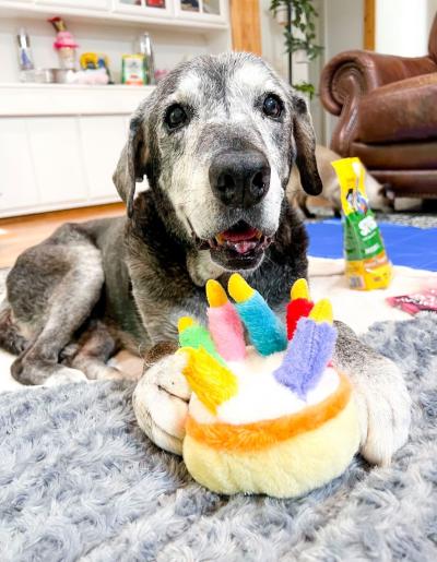 Annie the 19-year-old Labrador retriever mix with a birthday cake plush toy in front of her