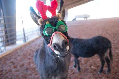 Annie the donkey wearing holiday antlers