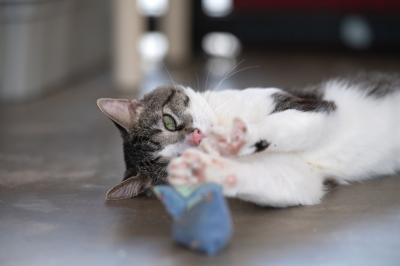 Anthony the cat playing with a toy