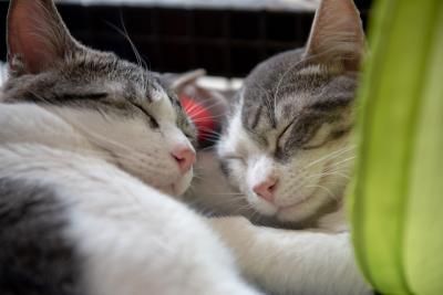 Anthony the cat snuggling with another cat