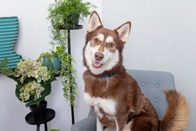 Husky-type dog sitting in a chair in a home next to a plant