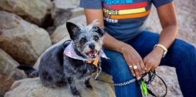 Dark gray dog wearing bandana sitting next to person in t-shirt on rock
