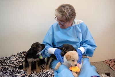 Volunteer Betty Grieb wearing protective clothing with a litter of puppies