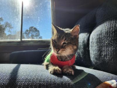 Aragon the cat lying on a chair beside a window