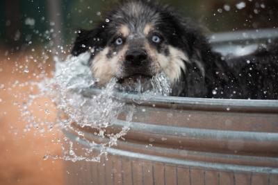 Black and tan dog with blue eyes playing in a tub of water