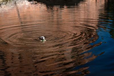 Dog swimming in water with rings around her formed in the water