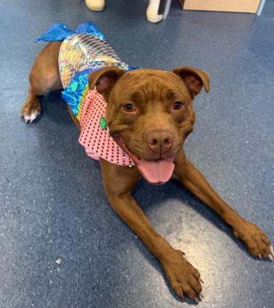 Ariel the dog lying on the floor wearing a mermaid costume