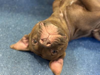 Ariel the dog lying upside-down on the floor