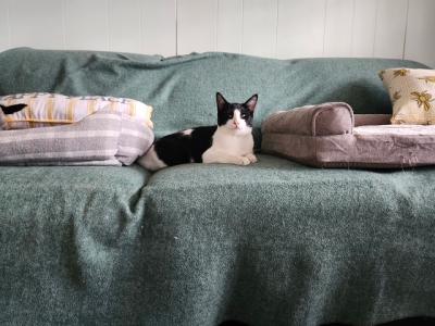 Black and white cat lying on a blanket covered couch