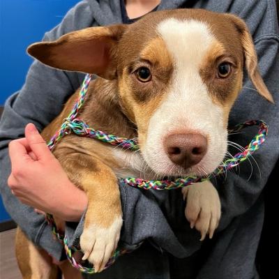 Hannibal the dog being held in a person's arms