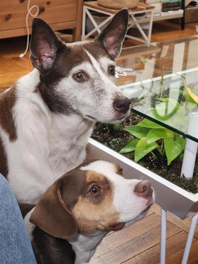 Hannibal and Cinnamon the dogs beside one another