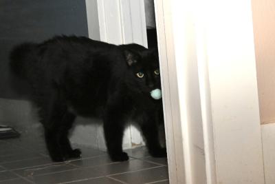 Asher the black cat holding a toy ball in his mouth