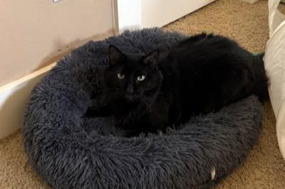 Asher the black cat lying on a dark gray bed