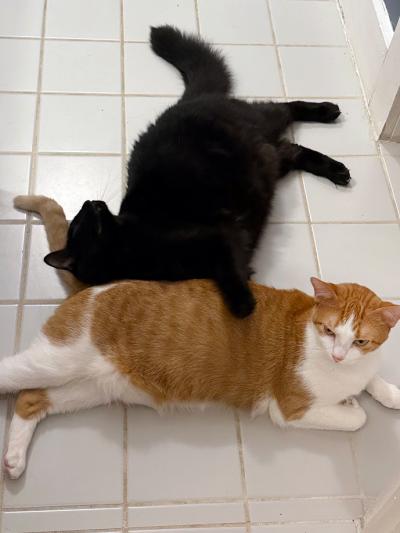 Asher the cat lying against Quesadilla, an orange and white cat
