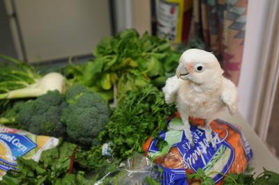 Small parrot surrounded by edible vegetables