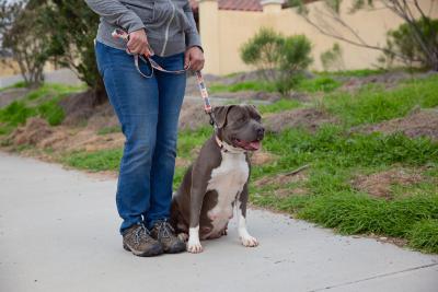 Person walking a gray and white pit bull type dog outside on a leash