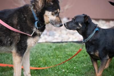 Two dogs on leashes nose-to-nose