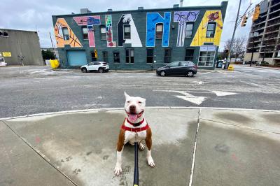 Crossfit Tony the dog in front of a building with a mural of the word 'ATLANTA' on it