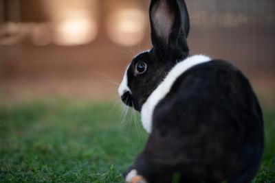 Autumn the rabbit outside on green grass