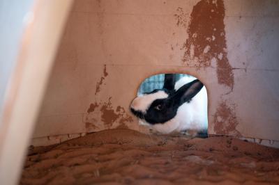Autumn the rabbit peeking into the entrance to an enclosure