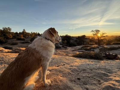 Greenie the dog looking out at the horizon at a sunset