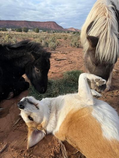 Greenie the dog lying on the ground, belly up, surrounded by two mini horses