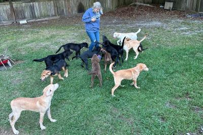 Claire the dog's litter of puppies outside with a person
