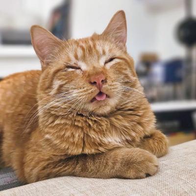 Ray the cat with eyes closed and tongue slightly out in a blep