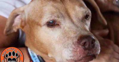 Chocolate the pit bull terrier-like dog