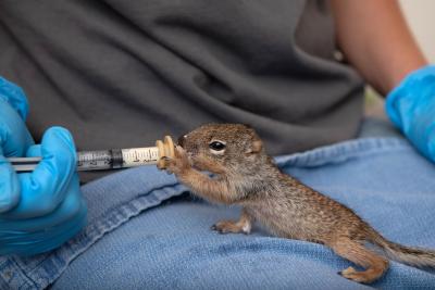 Person syringe feeding a baby rock squirrel