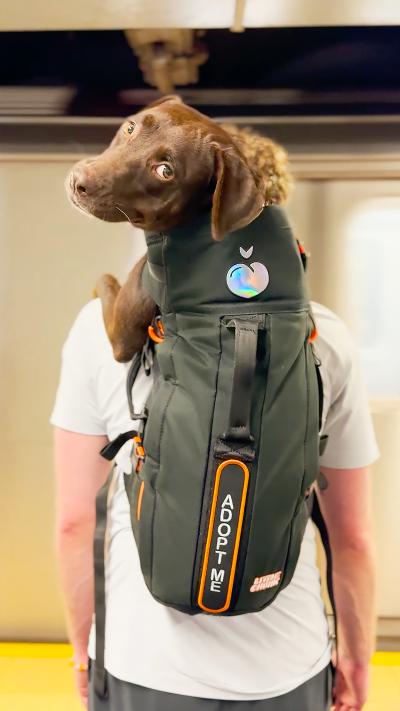 Brown dog in an "Adopt Me" backpack on a person's back