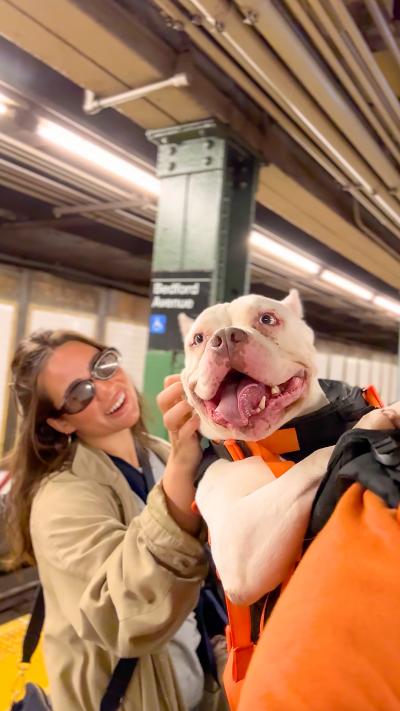 Person petting a happy white dog in Bryan's backpack