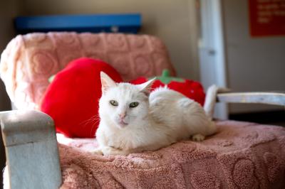 Bae the cat lying on a chair in a home