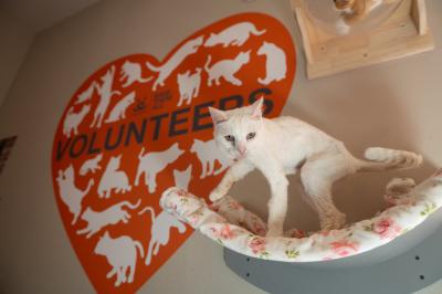 Bae the cat, skinny with a haircut, up on a shelf on the wall beside a heart with the word 'volunteers' on it