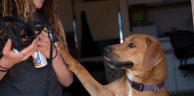 Trainer holding a muzzle and can of spray cheese for training while a dog paws at her hand