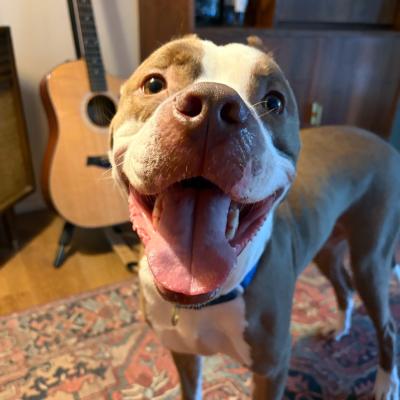 Balboa the dog smiling in a home with a guitar behind him