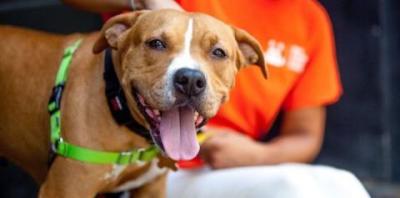 tan dog wearing green harness with person in orange shirt