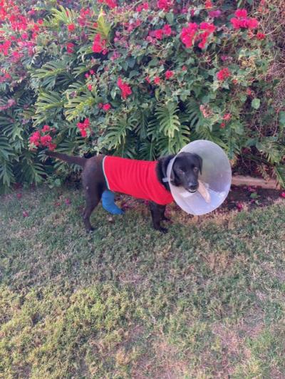 Francis the dog outside wearing a protective cone, outfit, and cast