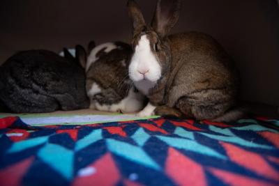 Basil the rabbit with the others behind him on a multicolored blanket